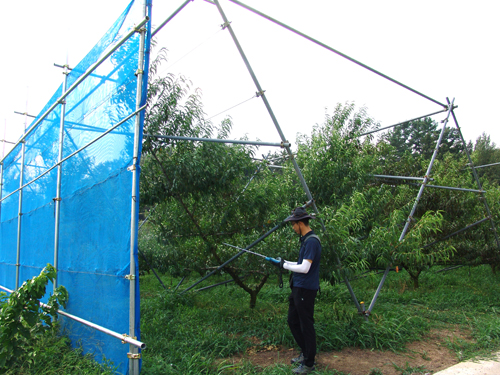 32-경북원 복숭아 세균구멍병.jpg