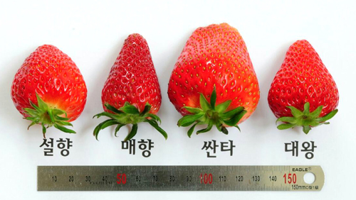 4-경북원 싼타 딸기수출.jpg