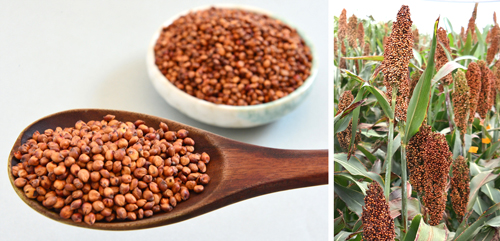 74-충북원 청풍수수 개발.jpg