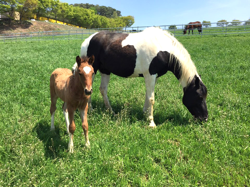 24-경기도 축산진흥센터 망아지.JPG