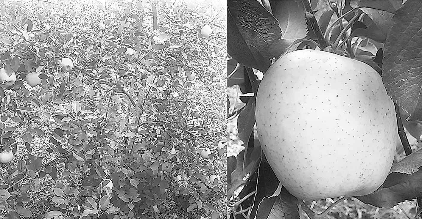 포맷변환_6-중소형 사과 ‘황옥’ 인기.jpg