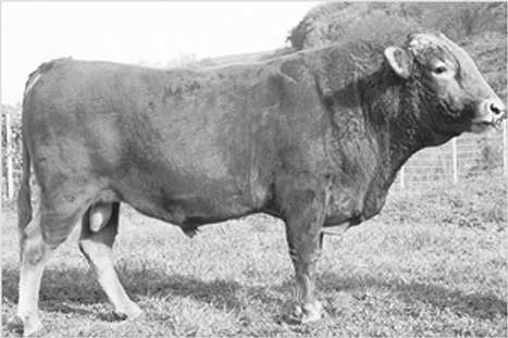 한우 - 복사본.jpg