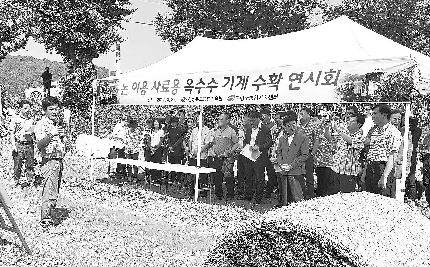 포맷변환_74-사료용 옥수수.jpg