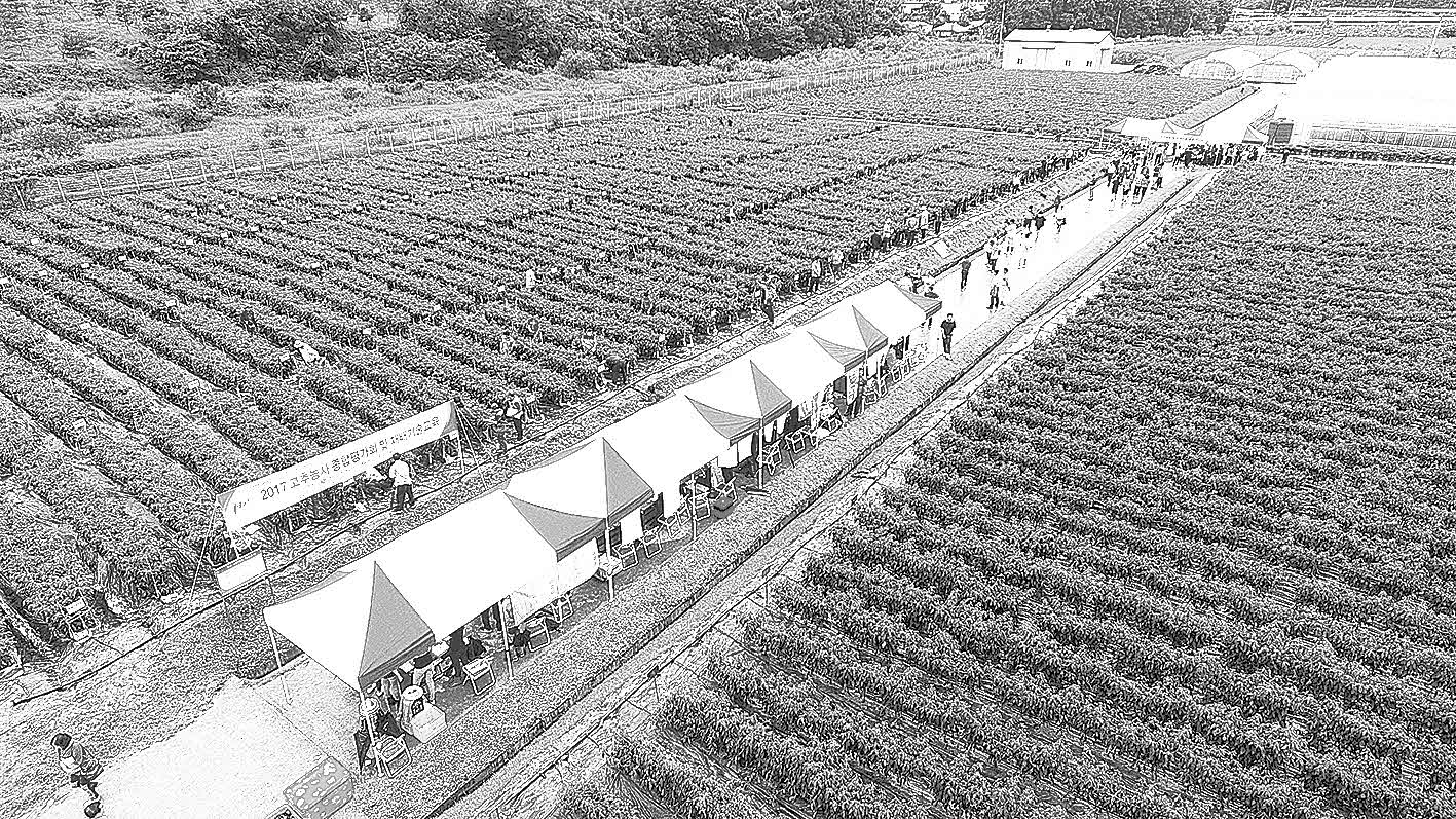 포맷변환_14-영양고추연구소 평가회.jpg