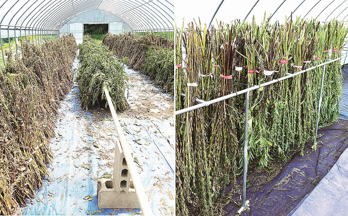 포맷변환_13-충북 참깨 건조·탈곡 건조대.jpg