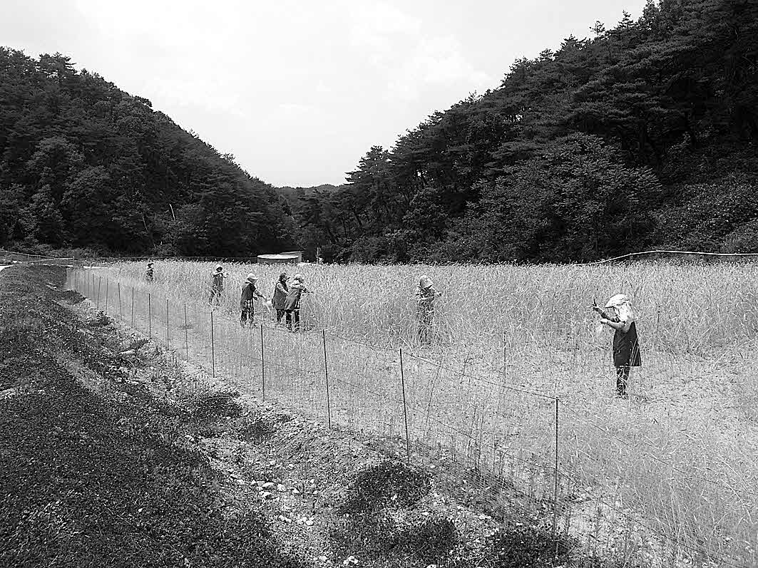 포맷변환_5-경북도, 동계작물 조사료.jpg