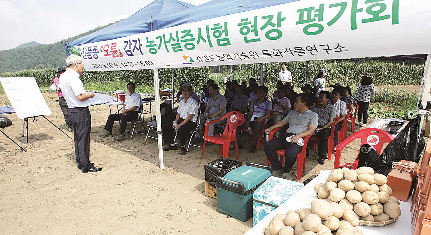 포맷변환_4-강원 오륜감자 현장평가회1.jpg