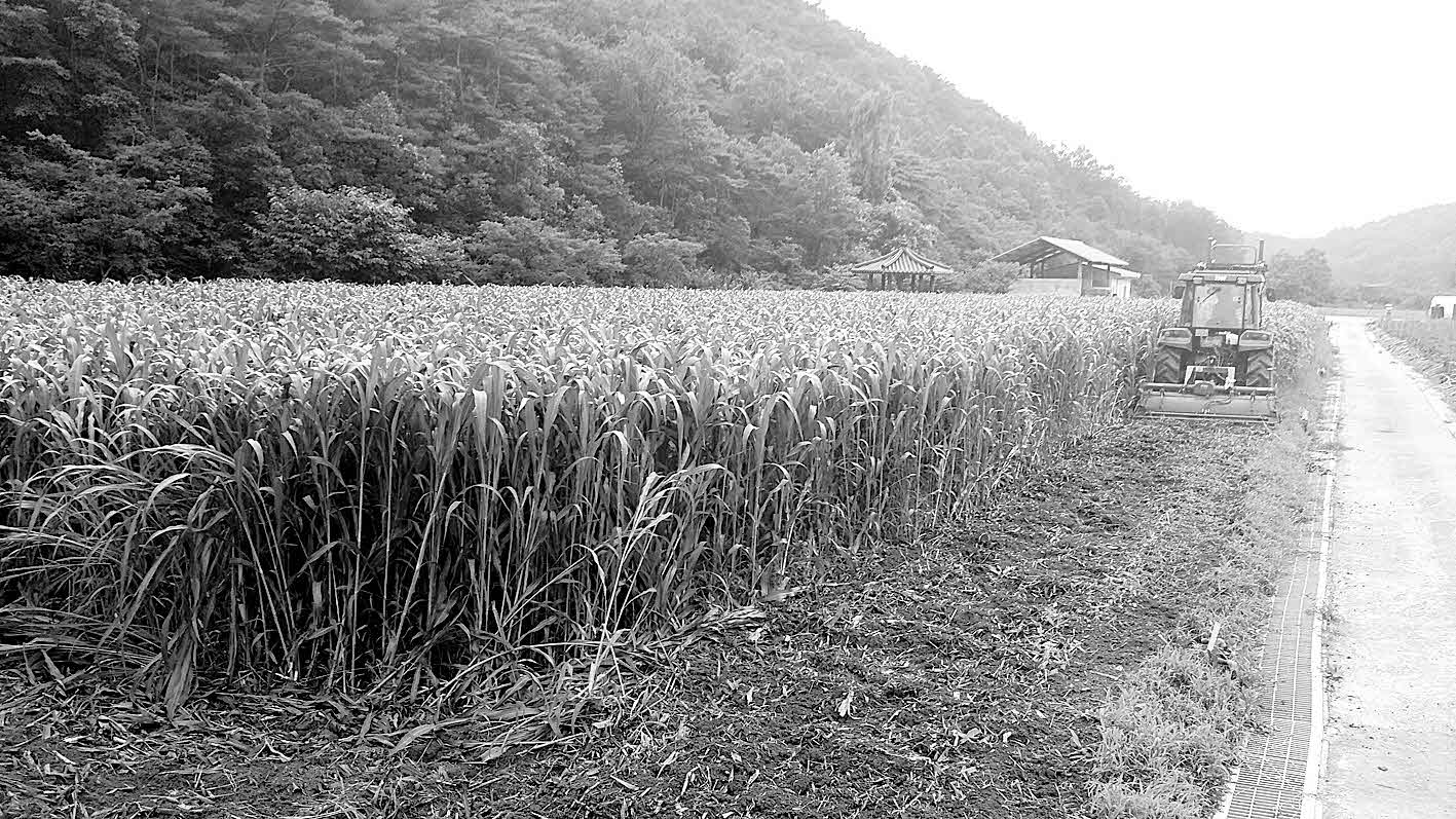 포맷변환_11-마늘 유기재배기술.jpg