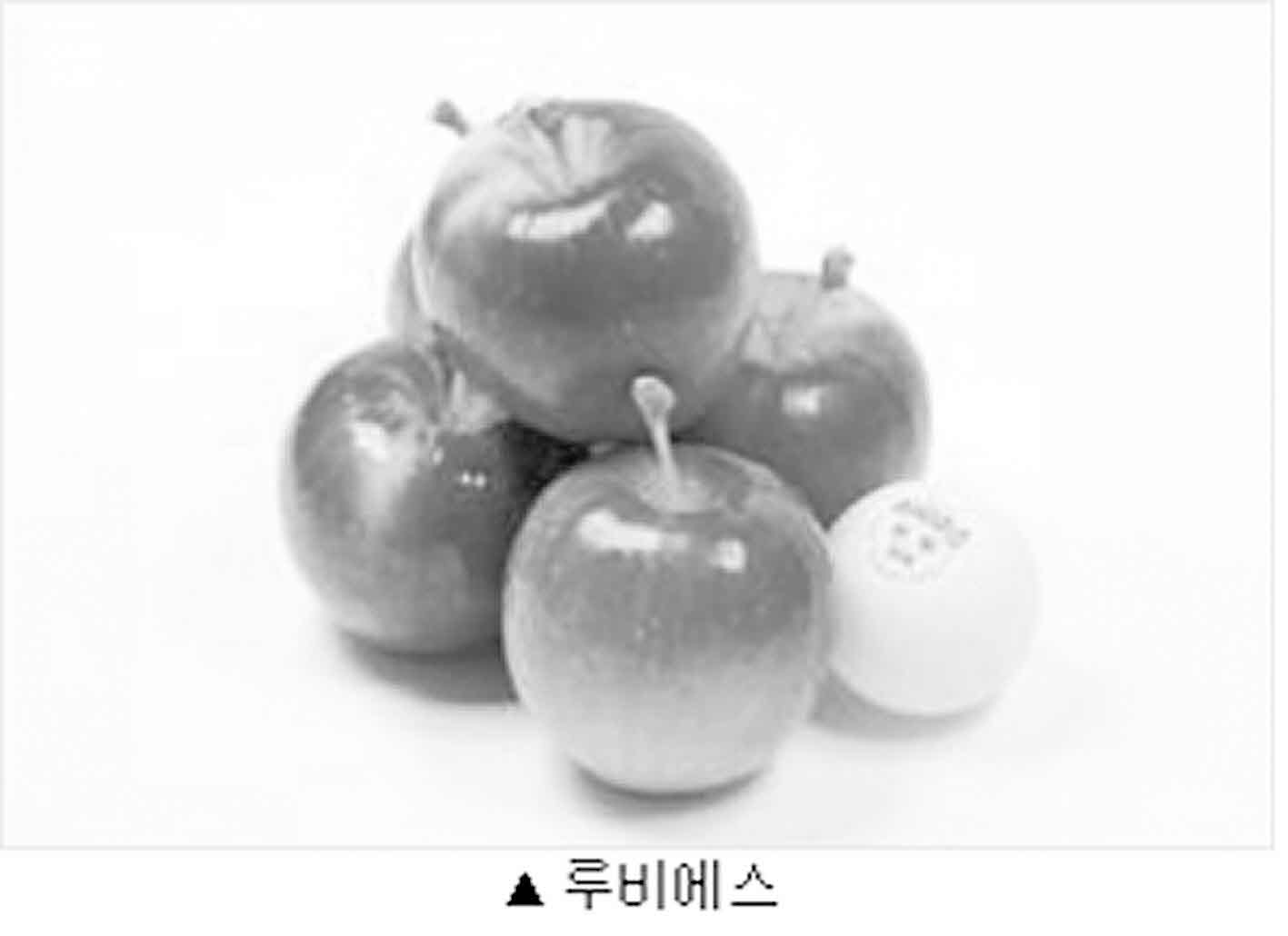 포맷변환_2-사과연구소 _루비에스_.jpg