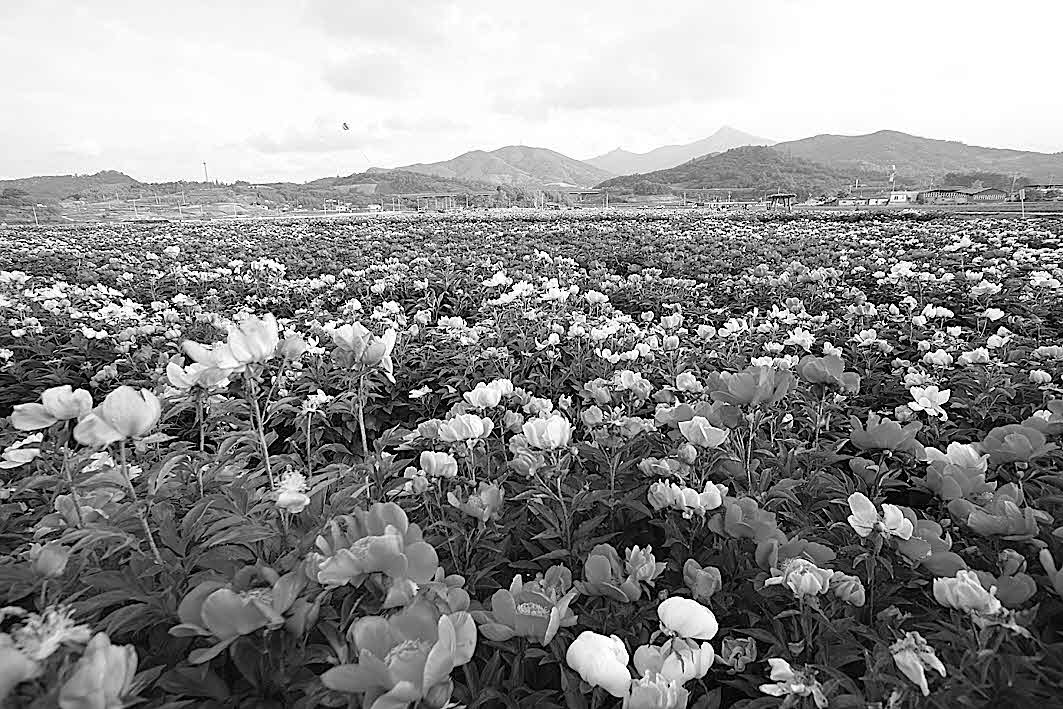 포맷변환_28-‘한방약초 김부각’ 개발.jpg