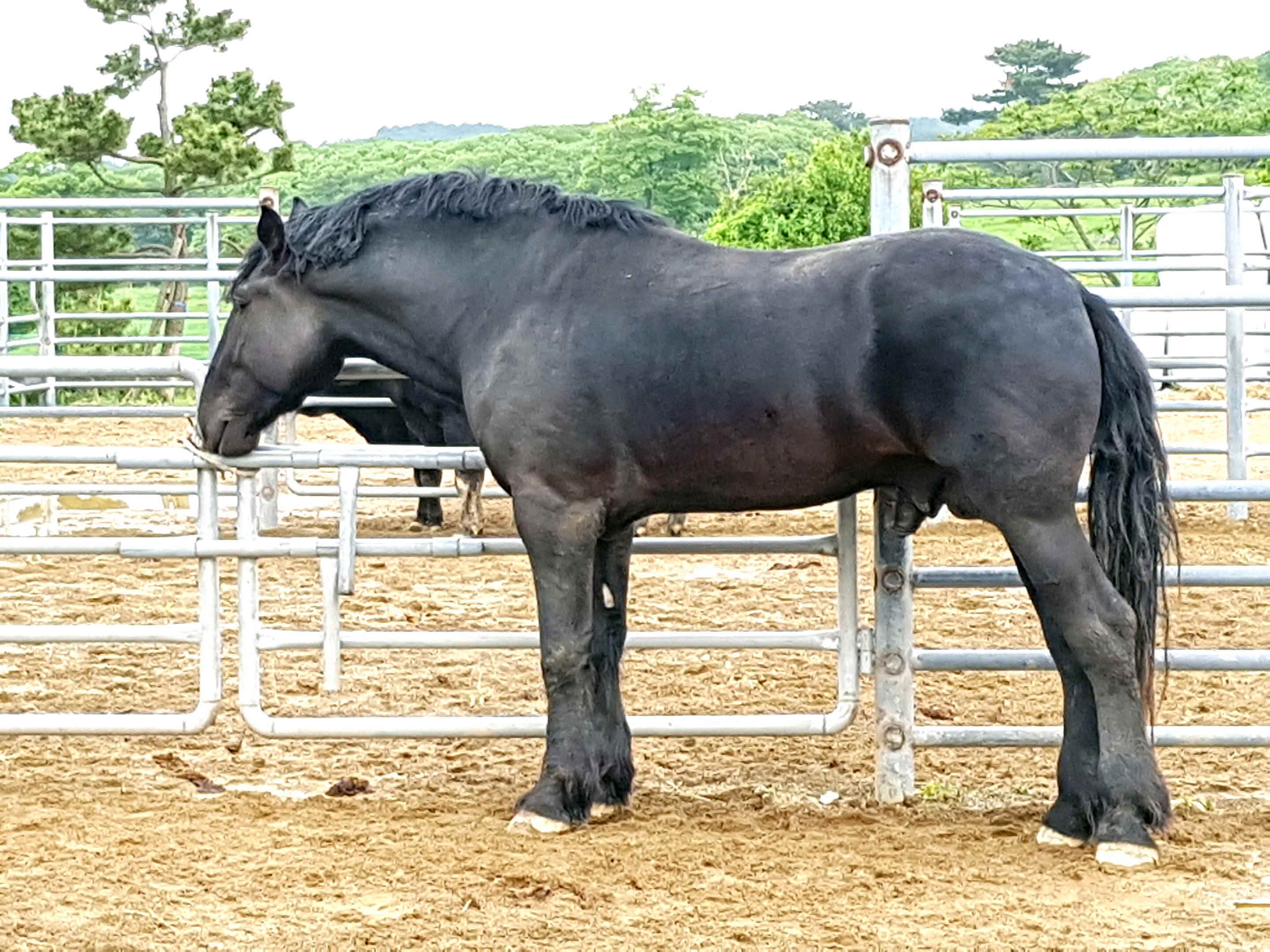 포맷변환_67-초유먹도록 도와야(축산원.jpg