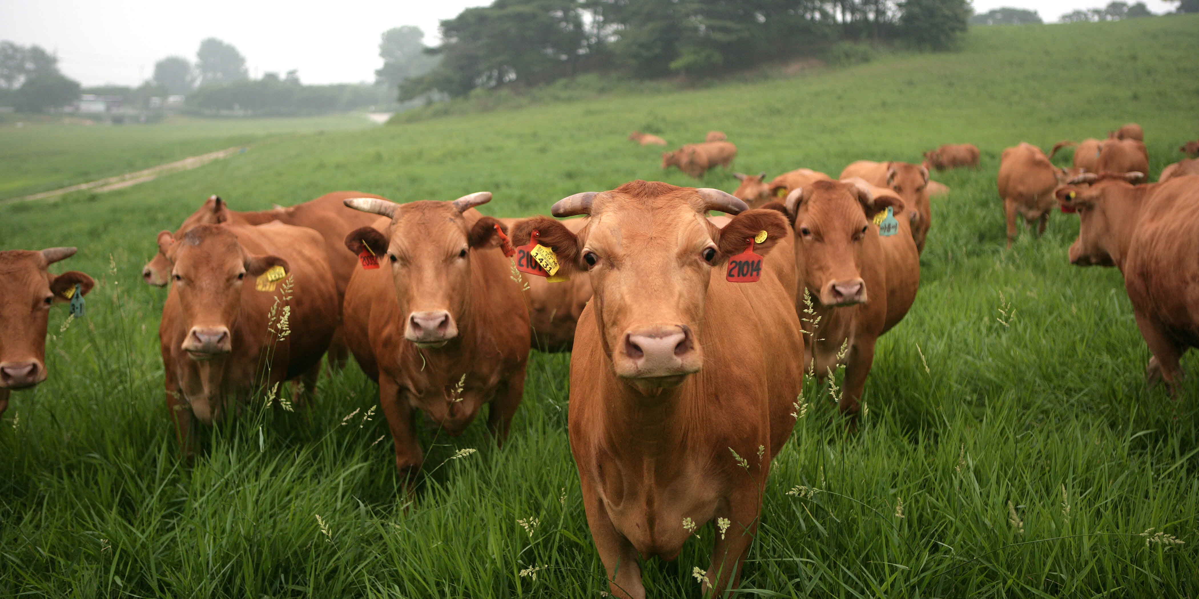 포맷변환_5-번식용한우 사료량조절(축산원.jpg