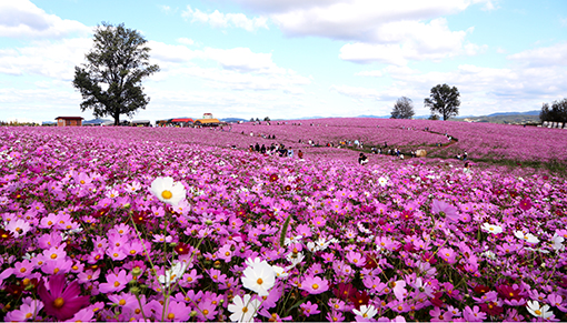 3-농협 안성팜랜드, 비커밍 코스목동.jpg