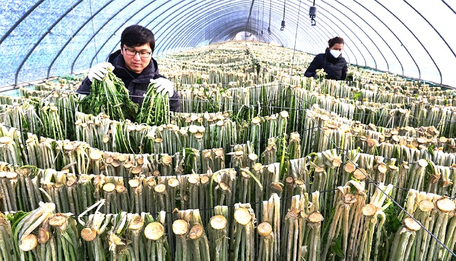 4-충북 시래기(무순) 건조상태 점검.jpg