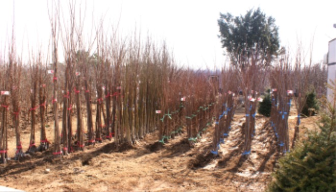 9-경산묘목영농조합, 새봄 맞아.JPG