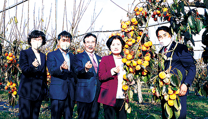 11.15-상주감연구소 홍시 따기체험++.JPG