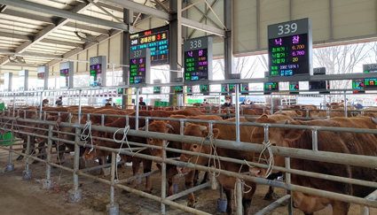 4-스마트 가축시장 경매 플랫폼.jpg