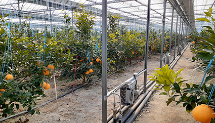 1.10-만감류 실증재배 성공.jpg