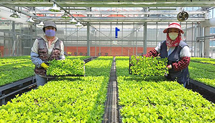 1.3-사포닌 도라지, 묘 분양.jpg