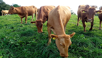 2-긴급 축산발전협의회.jpg