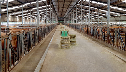 1-암소비육 캠페인’ 전개++.jpg