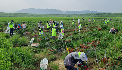 8.3-농협, 특별재난지역 수해복구.jpg