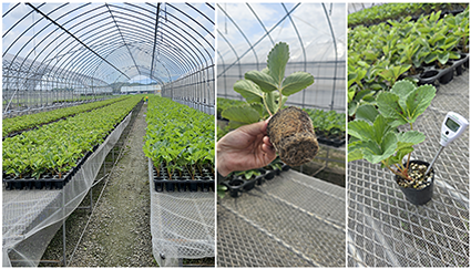 후쿠오카 테즈미농원.png