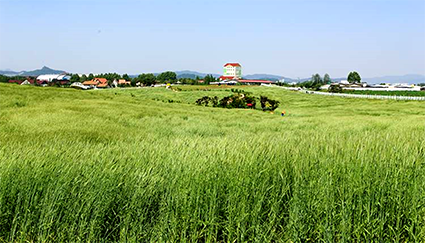 11.7-사료작물종자 추가 공급.png